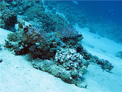 珊瑚礁,深度,热带,海洋,蓝色背景,水,背景