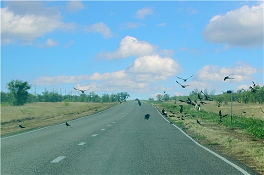 鸟,公路
