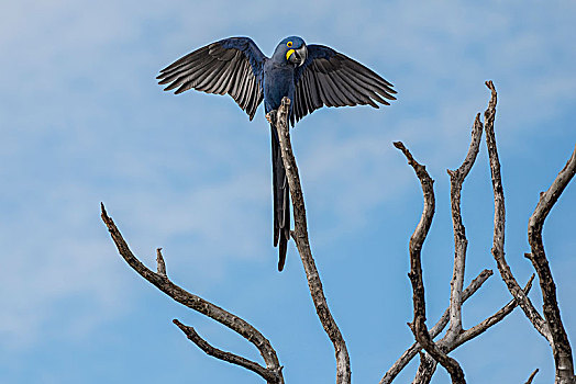 紫蓝金刚鹦鹉,鹦鹉,潘塔纳尔,南马托格罗索州,巴西,南美