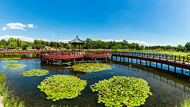 北京圆明园中茜园的荷花池和古建筑