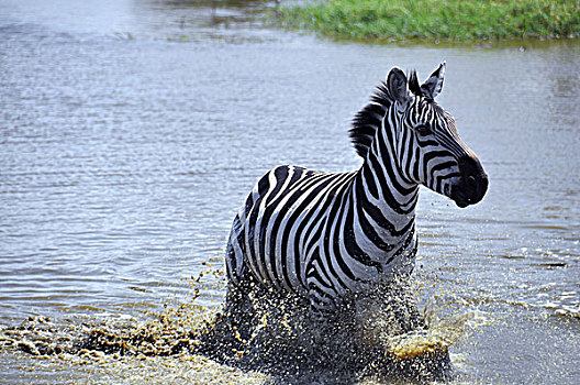 斑马,马,跑,溅,水,塞伦盖蒂,坦桑尼亚,非洲