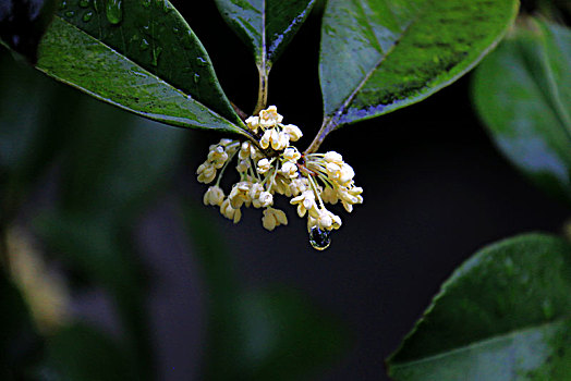 雨中桂花