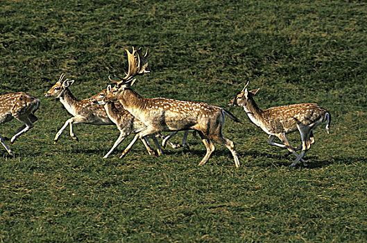 扁角鹿,黇鹿,牧群,雄性,女性,跑,草地