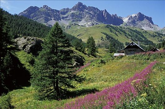 法国,普罗旺斯,风景,靠近,紫花