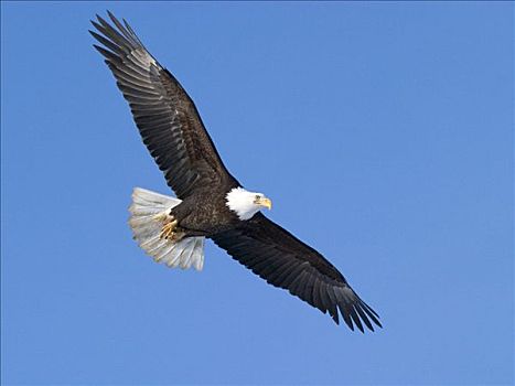白头鹰,飞行,阿拉斯加,冬天