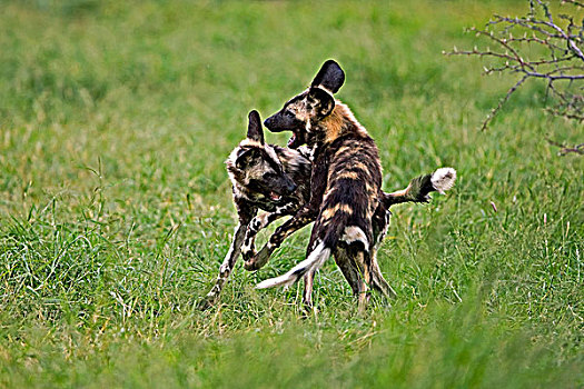 非洲野狗,非洲野犬属,一对,玩,纳米比亚