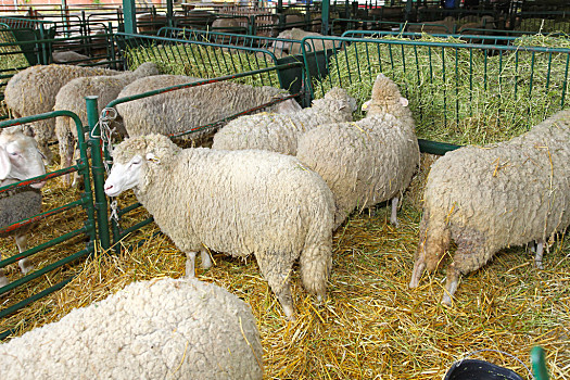 最便宜的羊圈围栏图片