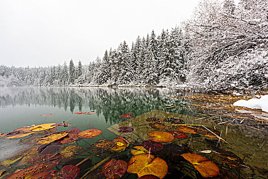 第一,雪,十一月,湖,靠近,冬天,服装,瑞士