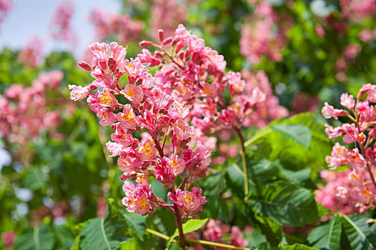 红色,花,簇,绿色,模糊,叶子,背景,茂密,红花,树上,特写,照片,波兰,华沙,春天,五月