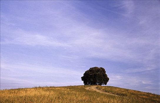 孤树,山,靠近,蒙大奇诺,托斯卡纳,意大利