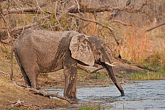 大象,非洲象,国家公园,纳米比亚