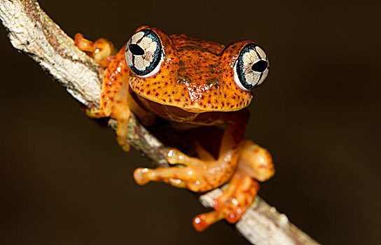 青蛙,雨林,东方,马达加斯加,非洲