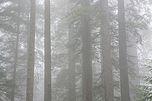 红杉,瓢虫,小树林,雾,草原小溪红杉州立公园,国家,州立公园,加利福尼亚