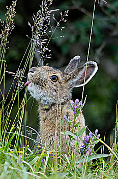 特写,雪兔,吃草,德纳里峰国家公园,保存,室内,阿拉斯加,夏天