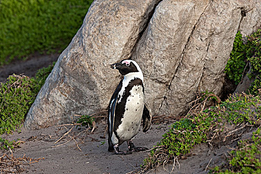 黑脚企鹅,非洲企鹅,湾,南非