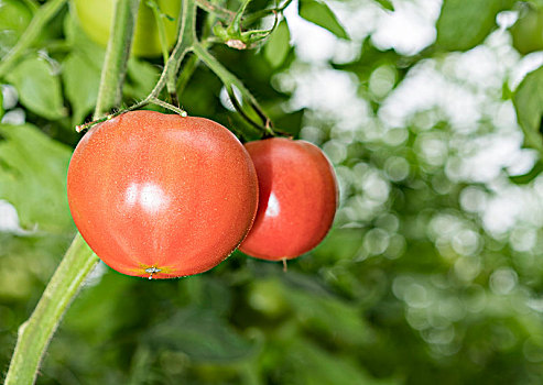 温室西红柿