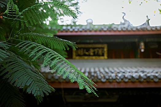中国寺庙和古树