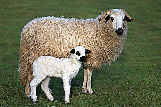 家羊,母羊,羊羔