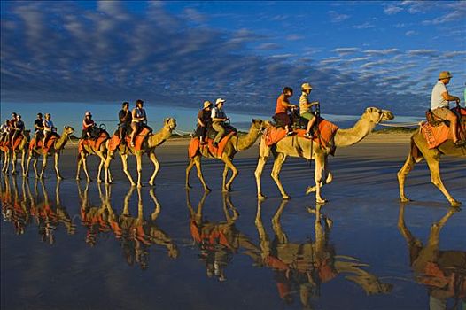 骆驼,驼队,单峰骆驼,旅游,乘,凯布尔海滩,西澳大利亚
