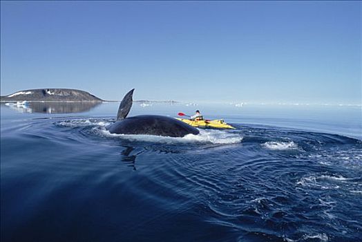 弓头鲸,加拿大,生物学家,漂流,巴芬岛