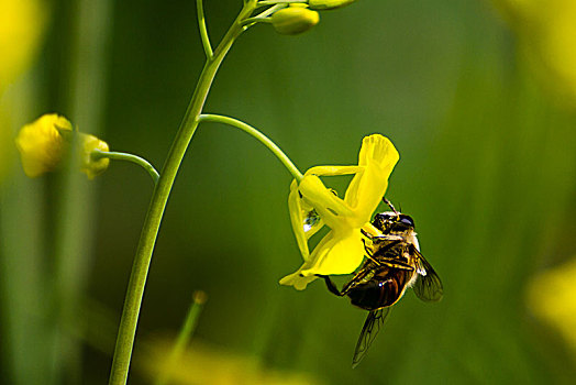 授粉的蜜蜂与油菜花