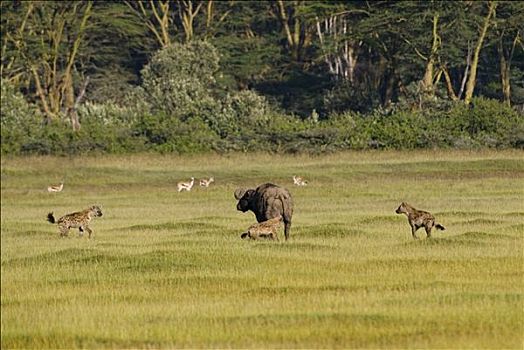 南非水牛,非洲水牛,围绕,斑点土狼,斑鬣狗,纳库鲁湖国家公园,肯尼亚