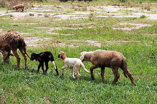 绵羊,跟随,幼仔,乡村