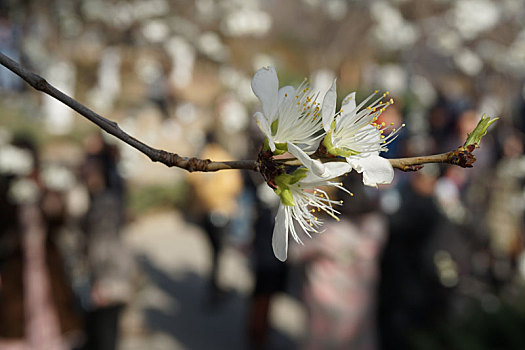 樱花