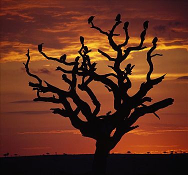 肯尼亚,纳罗克地区,秃鹰,栖息,枯木,日落