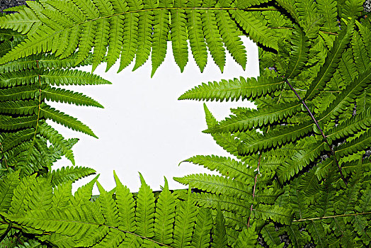 蕨类植物叶配以白色空白纸卡片。自然的概念。森林中蕨类植物的叶子。