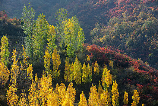 山坡秋色