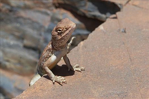 蜥蜴,龙,峡谷,卡瑞吉尼国家公园,区域,西澳大利亚