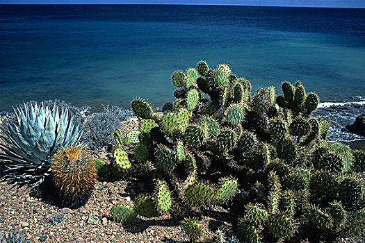 仙人掌,海岸,下加利福尼亚州,墨西哥