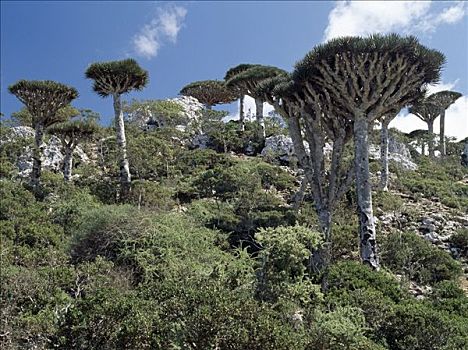 血,树,生长,区域,山峦,本土动植物,索科特拉岛,茂盛,高处,脚,亲属,非洲,大陆