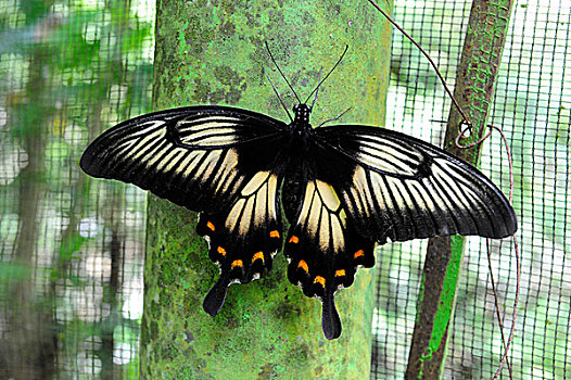 蝴蝶,靠近,苏拉威西岛,岛屿,印度尼西亚,东南亚
