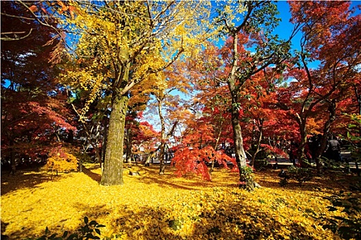 秋天,漂亮,彩色,日本