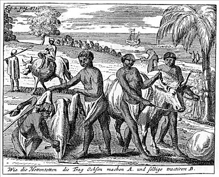牛,南非,18世纪