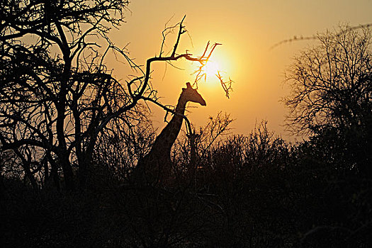 非洲,南非,纳米比亚,省,北方,国家公园,长颈鹿
