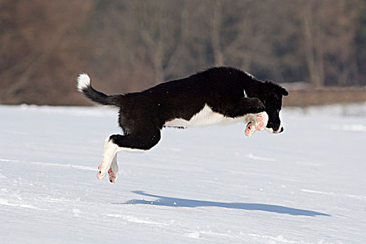 博德牧羊犬,小动物,跳跃,雪,北方,提洛尔,奥地利,欧洲