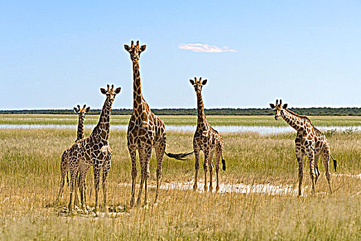 安哥拉,长颈鹿,埃托沙国家公园,纳米比亚