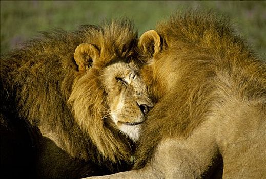 雄性,狮子,马赛马拉,肯尼亚
