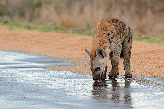 斑鬣狗,笑,鬣狗,幼兽,喝,雨水,路湿,克鲁格国家公园,南非,非洲