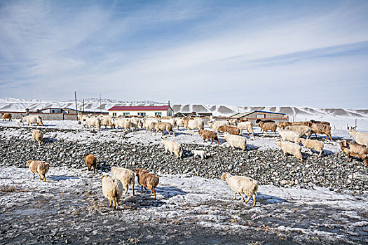 牧民在雪地放羊