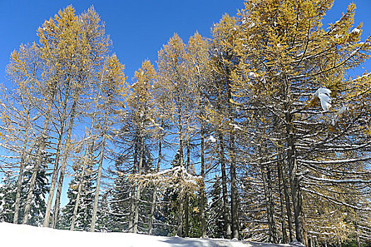 新疆巴里坤雪景森林