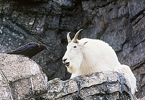 落基山,山羊,乌鸦,卡尔加里,动物园,艾伯塔省,加拿大