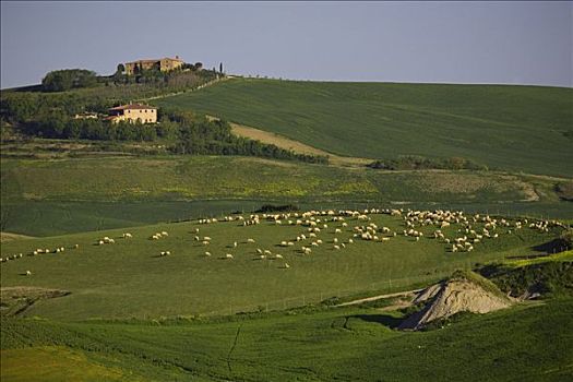 绵羊,放牧,地点,托斯卡纳,意大利