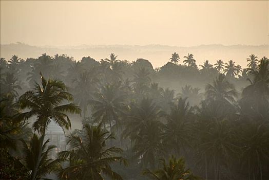 晨雾,椰树,靠近,印度洋,斯里兰卡,南亚