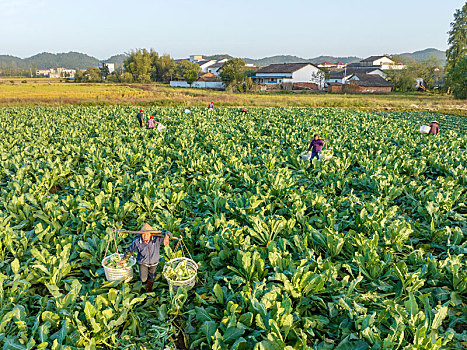 江西金溪,订单蔬菜助农增收