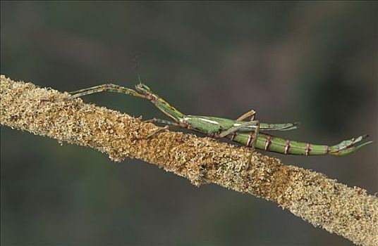 竹节虫,澳大利亚