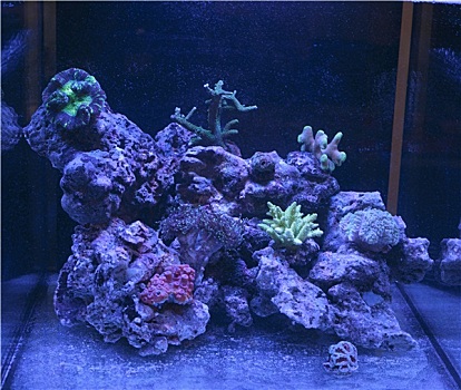 珊瑚,水族箱